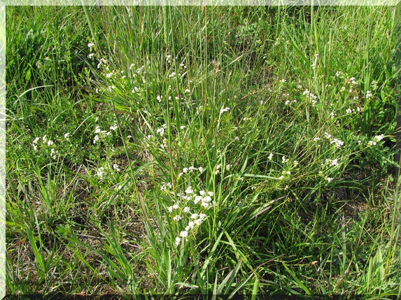 Svízel bílý (Galium album)