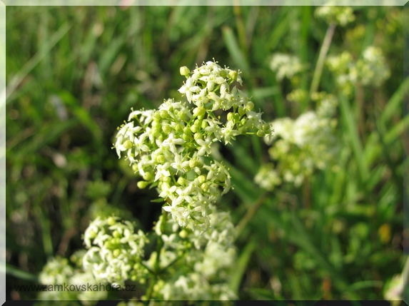 Svízel bílý (Galium album)