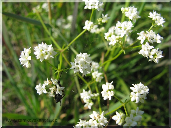 Svízel bílý (Galium album), 5.6.2009