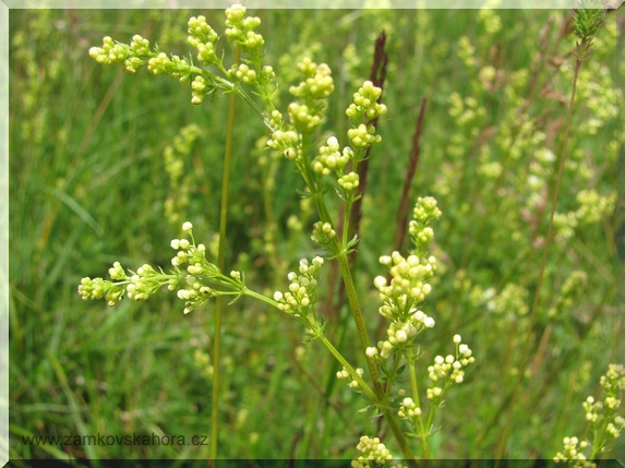 Svízel pomořanský (Galium x pomeranicum)