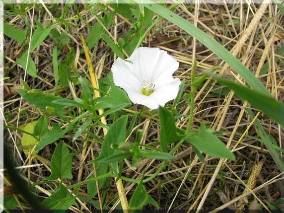 Svlačec rolní (Convolvulus arvensis), 19.6.2010