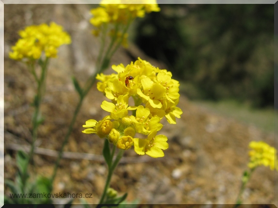 Tařice skalní (Aurinia saxatilis), 19.4.2009