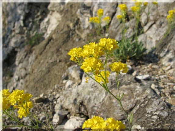Tařice skalní (Aurinia saxatilis), 3.5.2009