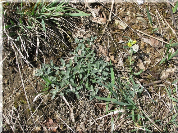 Tařinka horská pravá (Alyssum montanum subsp. montanum), 19.4.2009