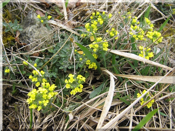 Tařinka horská pravá (Alyssum montanum subsp. montanum), 1.4.2008