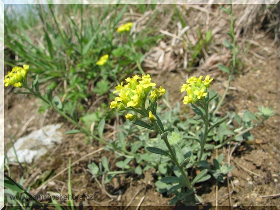 Tařinka horská pravá (Alyssum montanum subsp. montanum), 9.5.2009