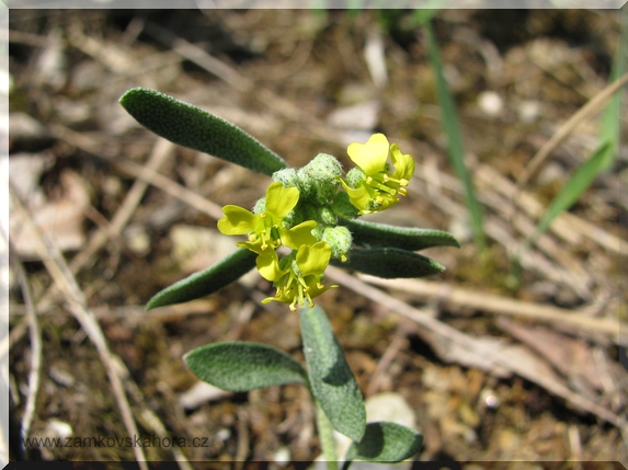 Tařinka horská pravá (Alyssum montanum subsp. montanum), detail květu