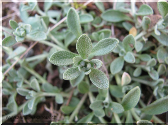 Tařinka horská pravá (Alyssum montanum subsp. montanum), list