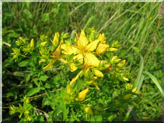 Třezalka tečkovaná (Hypericum perforatum)