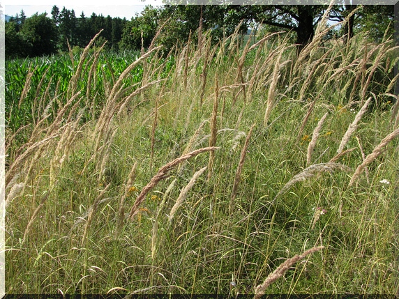 Třtina křovištní (Calamagrostis epigejos)
