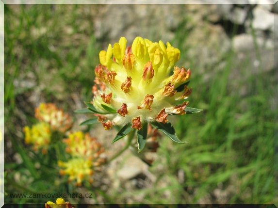 Úročník bolhoj (Anthyllis vulneraria)