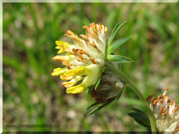 Úročník bolhoj (Anthyllis vulneraria)