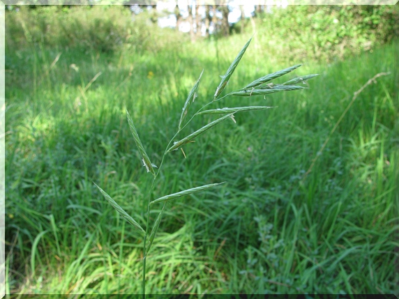 Válečka prapořitá (Brachypodium pinnatum)