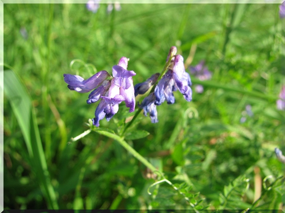 Vikev ptačí (Vicia cracca)