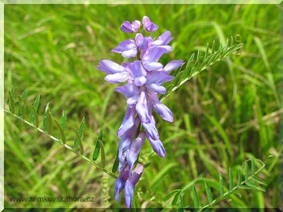 Vikev tenkolistá (Vicia tenuifolia)
