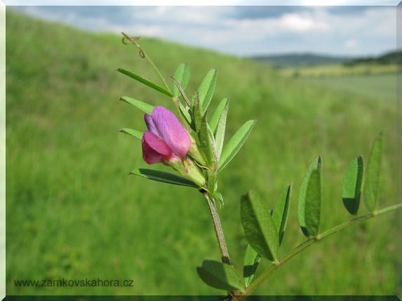 Vikev úzkolistá (Vicia angustifolia)