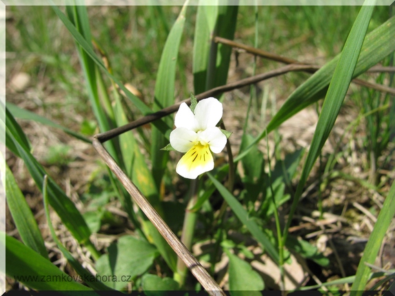 Violka rolní (Viola arvensis)