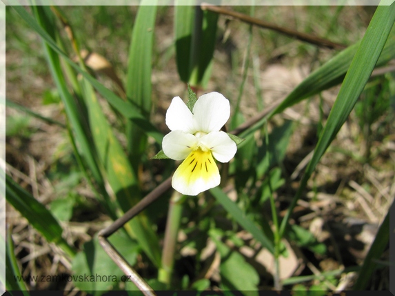 Violka rolní (Viola arvensis)