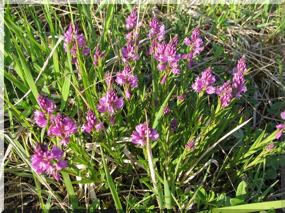 Vítod chocholatý (Polygala comosa)