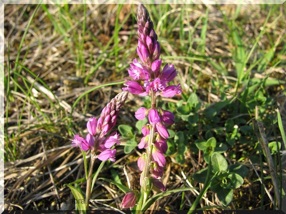 Vítod chocholatý (Polygala comosa), 3.5.2009