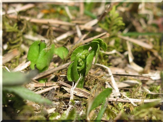 Vratička měsíční (Botrychium lunaria), 21.4.2010