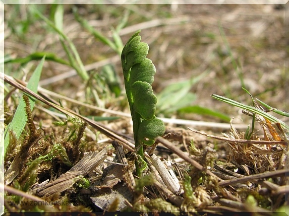Vratička měsíční (Botrychium lunaria), 21.4.2010