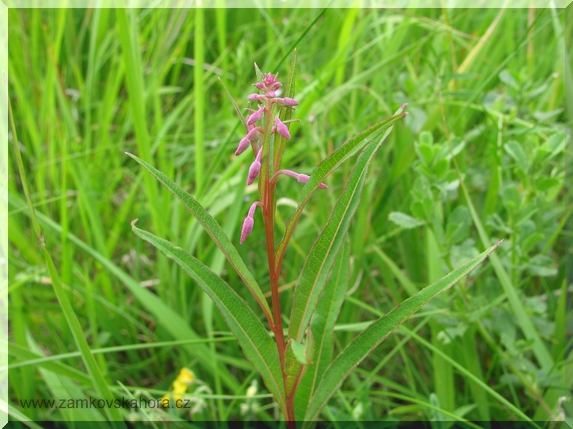 Vrbovka úzkolistá (Epilobium angustifolium)
