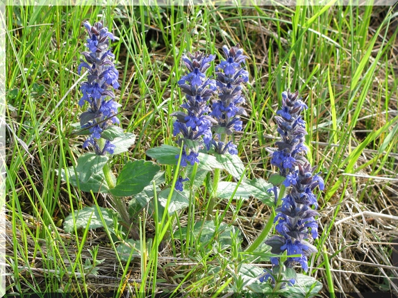 Zběhovec lesní (Ajuga genevensis)