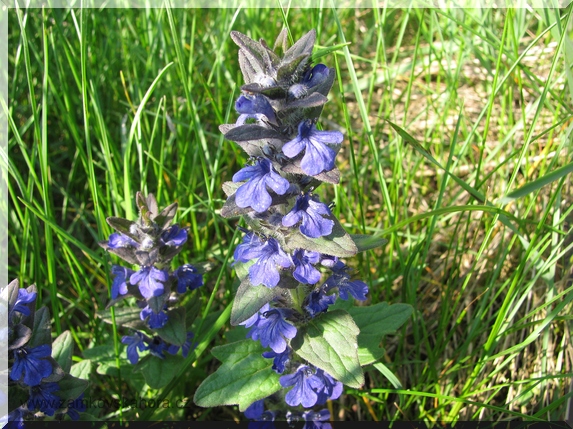 Zběhovec lesní (Ajuga genevensis), 3.5.2009