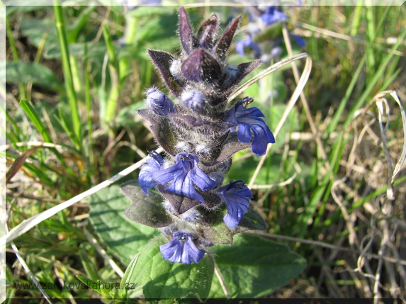 Zběhovec lesní nebo také ženevský (Ajuga genevensis)