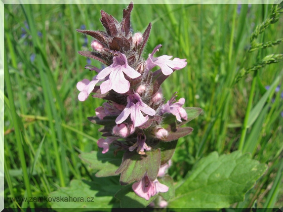 Zběhovec plazivý (Ajuga reptans), růžovokvětá forma