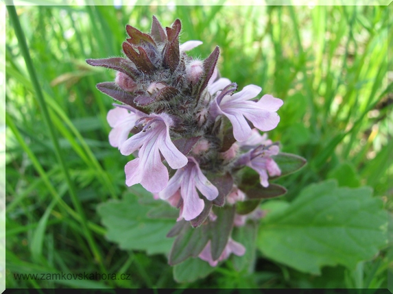 Zběhovec plazivý (Ajuga reptans), růžovokvětá forma, 9.5.2009