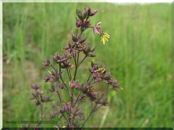 Žluťucha menší (Thalictrum minus), květ