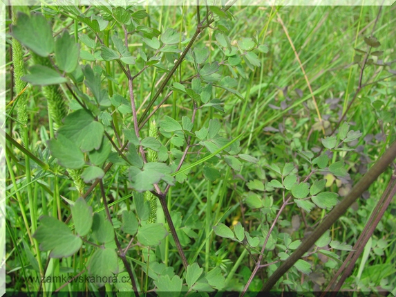 Žluťucha menší (Thalictrum minus), list