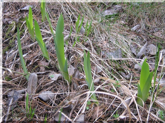 Zplanělé kosatce (Iris sp.)