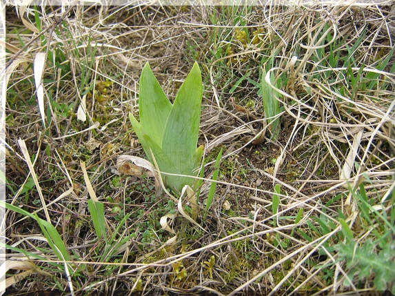 Zplanělý kosatec (Iris sp.)