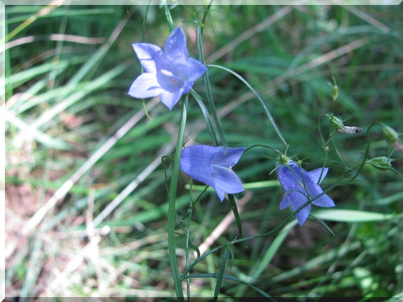 Zvonek okrouhlolistý (Campanula rotundifolia)