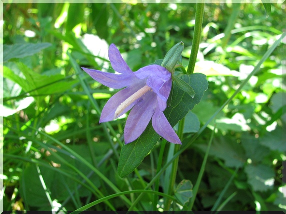 Zvonek řepkovitý (Campanula rapunculoides)
