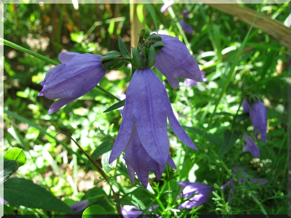 Zvonek řepkovitý (Campanula rapunculoides)