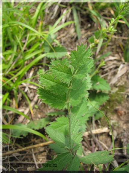 List bedrníku obecného (Pimpinella saxifraga)