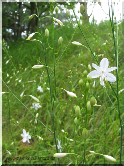 Bělozářka větevnatá (Anthericum ramosum), 13.7.2009