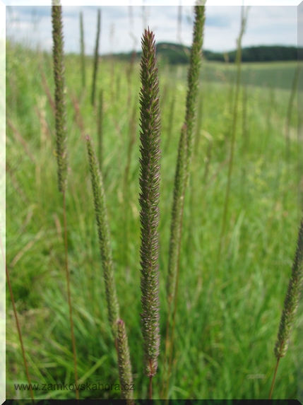 Bojínek tuhý (Phleum phleoides)