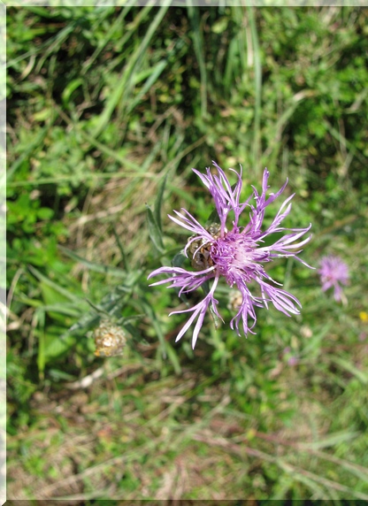 Chrpa luční (Centaurea jacea)