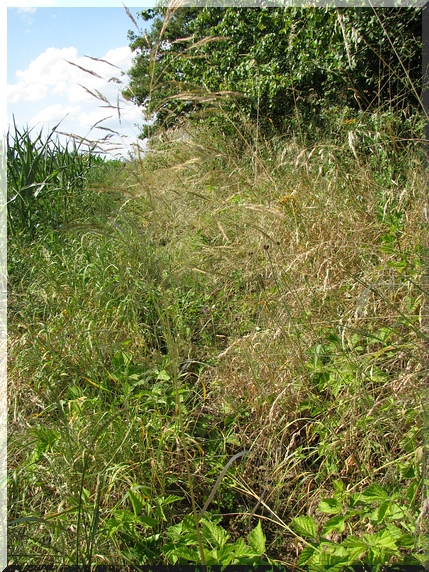 Chundelka metlice (Apera spica-venti)