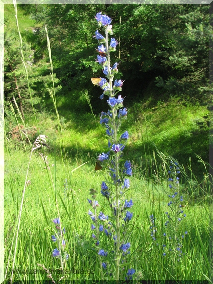Hadinec obecný (Echium vulgare)