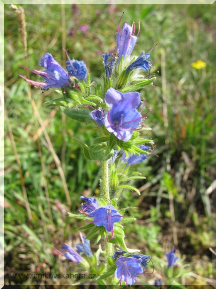 Hadinec obecný (Echium vulgare)