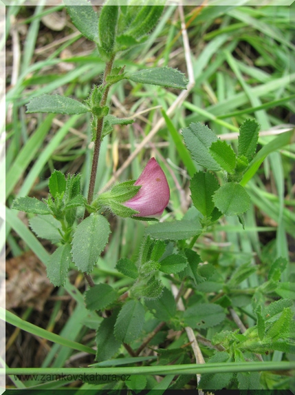 Jehlice plazivá (Ononis repens)