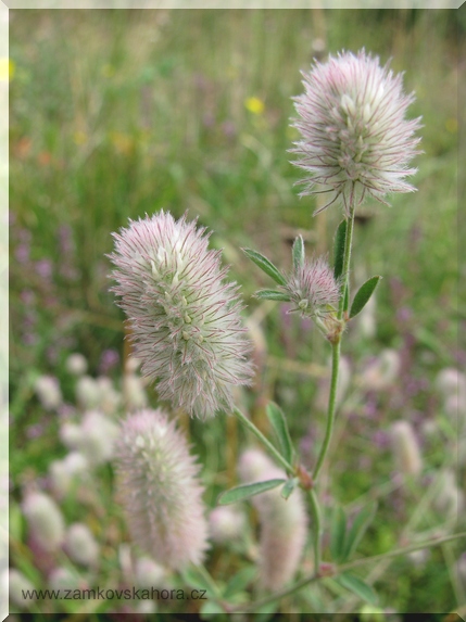 Jetel rolní (Trifolium arvense), 31.7.2009