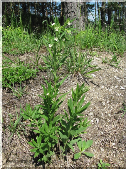 Kamejka lékařská (Lithospermum officinale), 23.5.2009