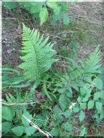 Kapraď samec (Dryopteris filix-mas)